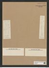 Diatomeae indet. Zeichnungen Sammlung Grunow Nr. 6718 (NHMW-BOT-W0375527)